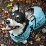 caption_@copilot_corgis is wearing M and measures Back: 18.5" & Girth: 20.5"