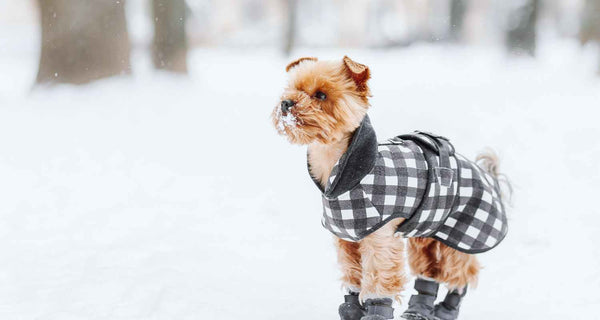 Best Dog Winter Jackets For Cold Weather
