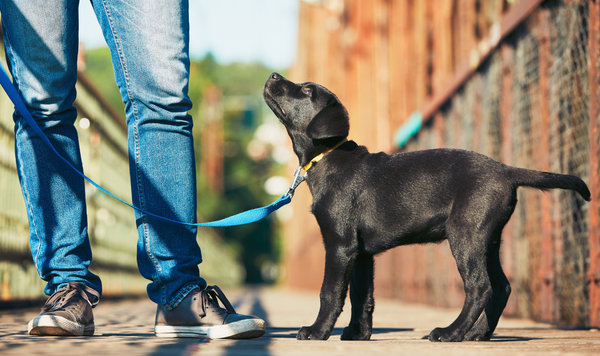 Dog Walking Basics: Beginner's Guide to Dog Walking - Gentle Paw
