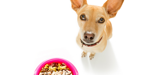 Healthy Food Options For Puppies