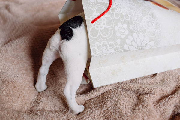 5 Holiday Gift Ideas For Dog Owners
