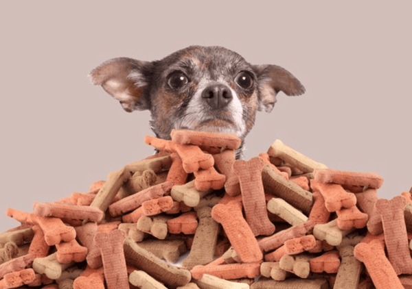 10 DIY Homemade Dog Treats Ideas